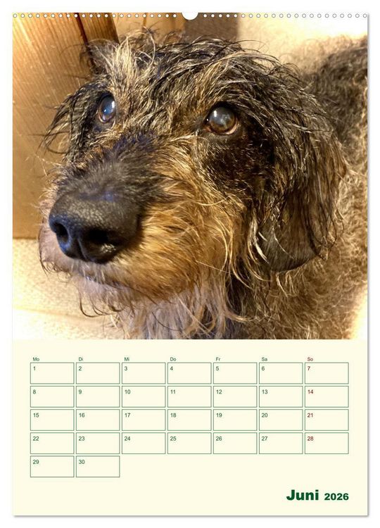 Produktbild: Schorschi &ndash; Ein Jahr mit dem bayrischen Rauhhaardackel (hochwertiger Premium Wandkalender 2026 DIN A2 hoch), Kunstdruck in Hochglanz