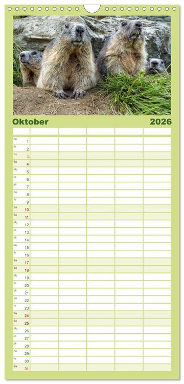 Produktbild: Familienplaner 2026 - Alpenmurmeltiere - Stars vor der Kamera mit 5 Spalten (Wandkalender, 21 x 45 cm) CALVENDO