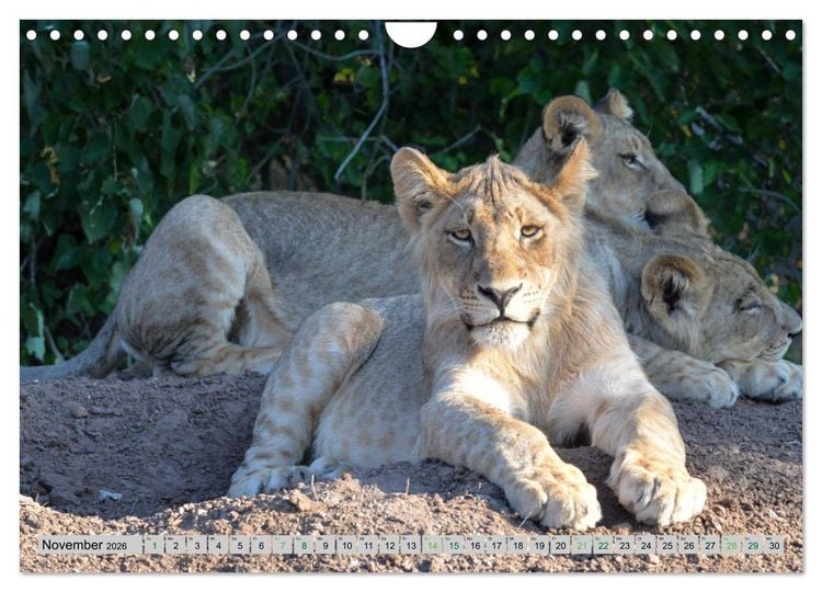 Produktbild: L&ouml;wen. Die K&ouml;nige Afrikas (Wandkalender 2026 DIN A4 quer), CALVENDO Monatskalender