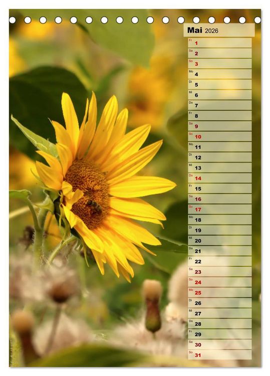 Produktbild: Leuchtende Sonnenblumen, sonnige Aussichten das ganze Jahr (Tischkalender 2026 DIN A5 hoch), CALVENDO Monatskalender