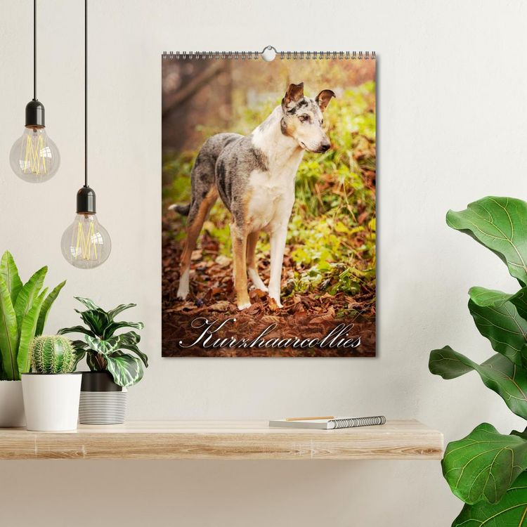 Produktbild: Kurzhaarcollies (Wandkalender 2026 DIN A3 hoch), CALVENDO Monatskalender