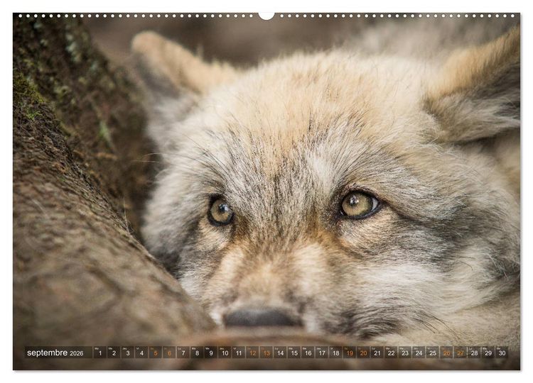 Produktbild: Les p'tits loups gris (Calendrier mural 2026 DIN A2 vertical) calendrier de bureau