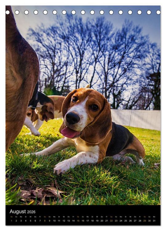 Produktbild: Beagle Action - Wilde Kuscheltiere (Tischkalender 2026 DIN A5 hoch), CALVENDO Monatskalender