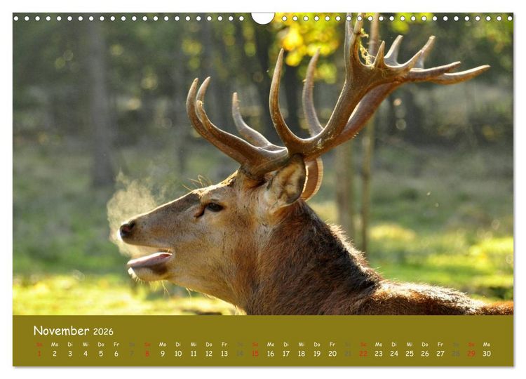 Produktbild: Begegnungen. DER HIRSCH (Wandkalender 2026 DIN A3 quer), CALVENDO Monatskalender