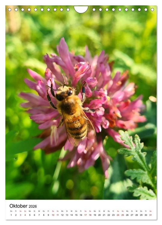 Produktbild: Imkers flei&szlig;igste Bienen - So arbeiten meine Immen &ndash; Originalaufnahmen aus erster Hand (Wandkalender 2026 DIN A4 hoch), CALVENDO Monatskalender