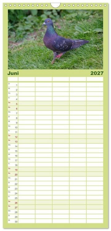 Produktbild: Familienplaner 2027 - Tauben in der Stadt mit 5 Spalten (Wandkalender, 21 x 45 cm) CALVENDO