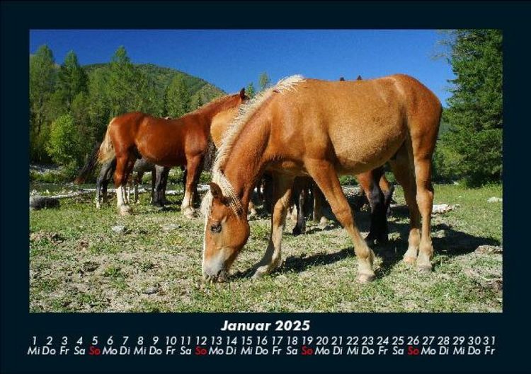 Produktbild: Pferdetraum 2025 Fotokalender DIN A5