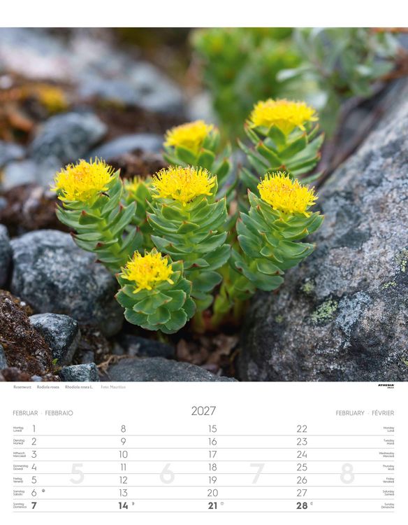 Produktbild: Alpenblumen Kalender 2027