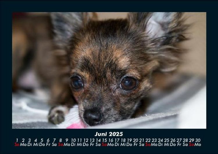 Produktbild: Hunde 2025 Fotokalender DIN A5