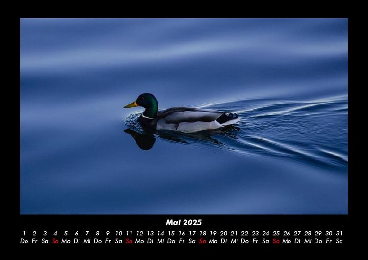 Produktbild: Enten 2025 Fotokalender DIN A3