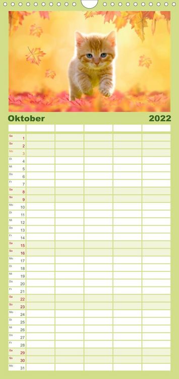 Produktbild: Familienplaner K&auml;tzchen 2022 (Wandkalender 2022 , 21 cm x 45 cm, hoch)