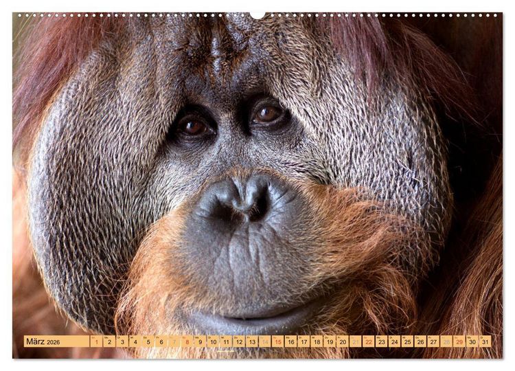 Produktbild: Tiere Schau mir in die Augen (Wandkalender 2026 DIN A2 quer), CALVENDO Monatskalender