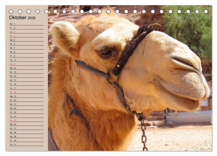 Produktbild: Kamele. Dromedar und Trampeltier (Tischkalender 2026 DIN A5 quer), CALVENDO Monatskalender