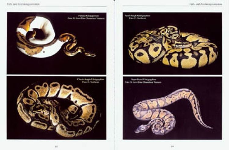 Amazon | Ball Pythons: A Complete Guide to Python Regius