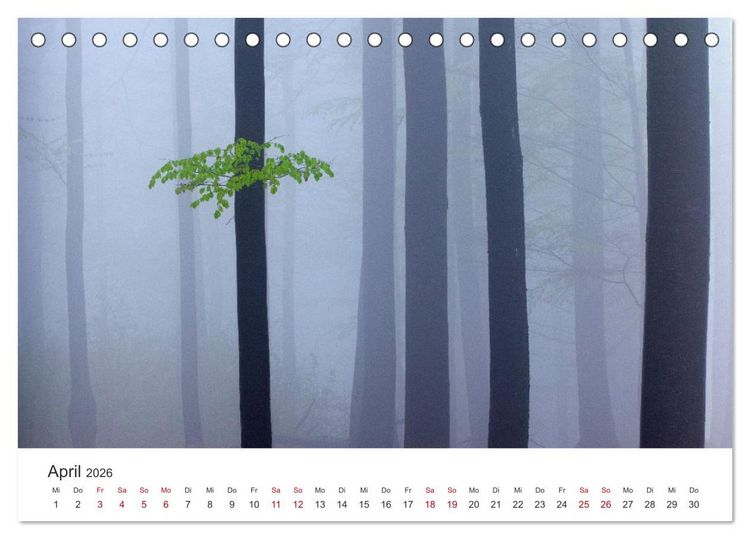 Produktbild: Im Deutschen Wald (Tischkalender 2026 DIN A5 quer), CALVENDO Monatskalender