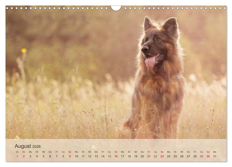 Produktbild: Hunde 2026 - Treue Begleiter (Wandkalender 2026 DIN A3 quer), CALVENDO Monatskalender