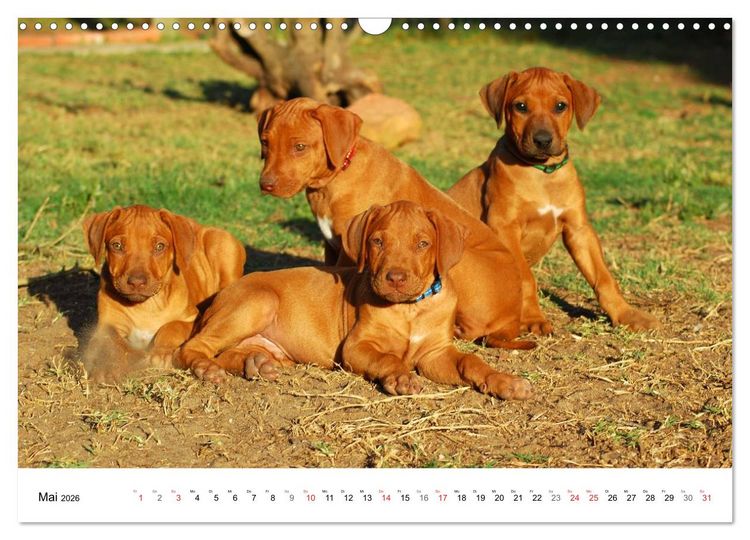Produktbild: Rhodesian Ridgeback Welpen (Wandkalender 2026 DIN A3 quer), CALVENDO Monatskalender