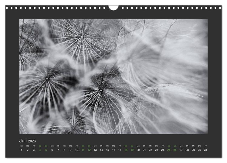 Produktbild: Pflanzen in Schwarz und Wei&szlig; (Wandkalender 2026 DIN A3 quer), CALVENDO Monatskalender