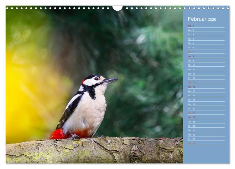 Produktbild: Gefiederte Gartenfreunde (Wandkalender 2026 DIN A3 quer), CALVENDO Monatskalender