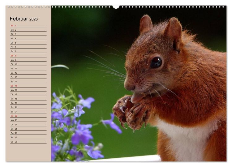 Produktbild: Eichh&ouml;rnchen. Wo sind blo&szlig; die N&uuml;sse? (hochwertiger Premium Wandkalender 2026 DIN A2 quer), Kunstdruck in Hochglanz