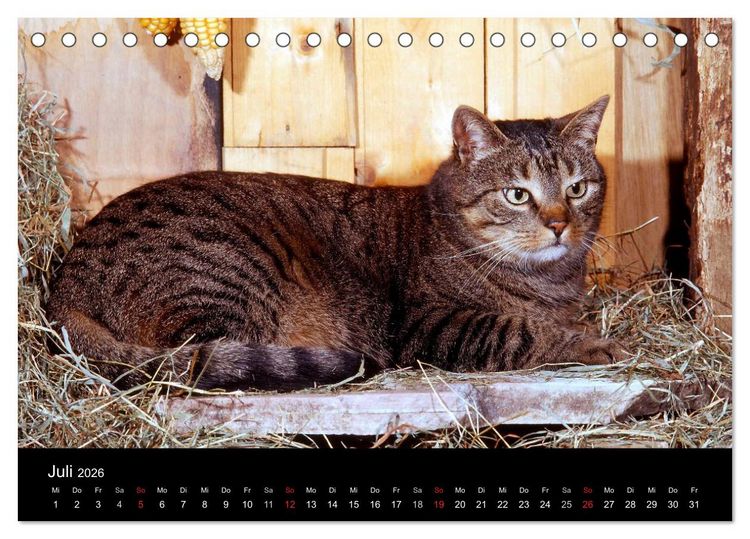 Produktbild: Katzen (Tischkalender 2026 DIN A5 quer), CALVENDO Monatskalender