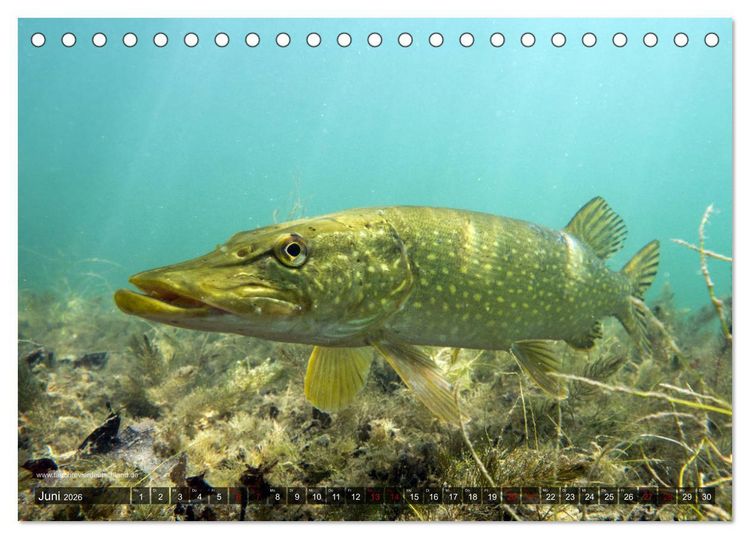 Produktbild: Tauchrevier Deutschland - Der Hecht (Esox lucius) (Tischkalender 2026 DIN A5 quer), CALVENDO Monatskalender