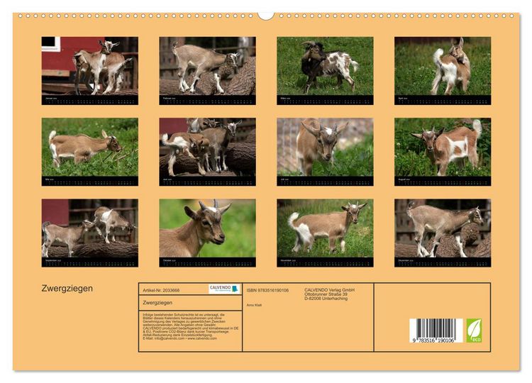 Produktbild: Zwergziegen (hochwertiger Premium Wandkalender 2026 DIN A2 quer), Kunstdruck in Hochglanz
