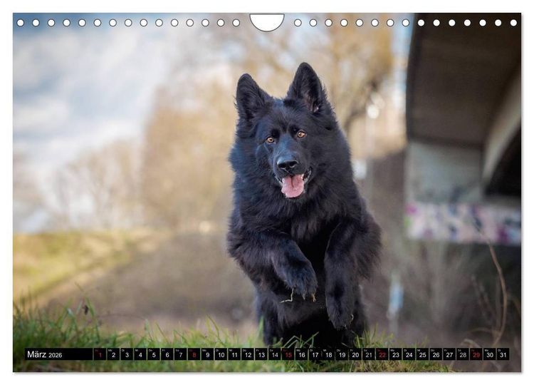 Produktbild: Schwarz ist sch&ouml;n! Der lackschwarze altdeutsche Sch&auml;ferhund (Wandkalender 2026 DIN A4 quer), CALVENDO Monatskalender