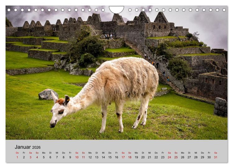 Produktbild: Unter Lamas und Alpakas (Wandkalender 2026 DIN A4 quer), CALVENDO Monatskalender