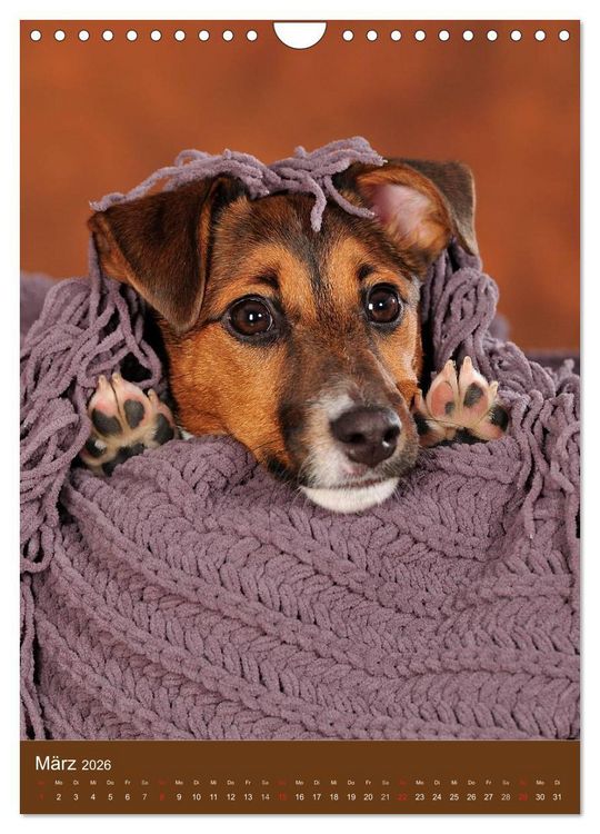 Produktbild: Jack Russell Terrier (Wandkalender 2026 DIN A4 hoch), CALVENDO Monatskalender