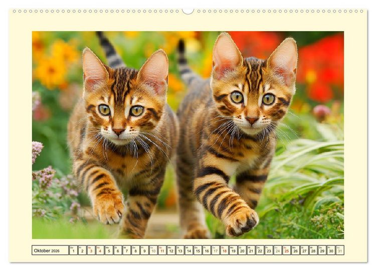 Produktbild: Toyger Katzen. Der exotische Mini-Tiger im Garten (hochwertiger Premium Wandkalender 2026 DIN A2 quer), Kunstdruck in Hochglanz