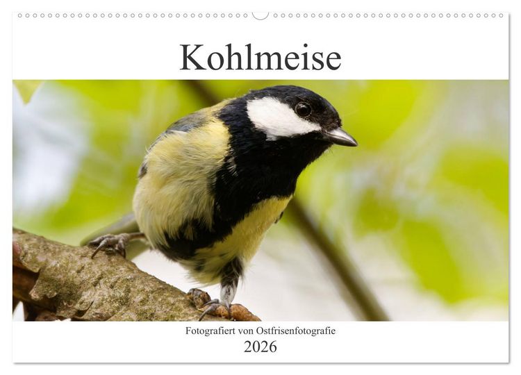 Produktbild: Kohlmeise - Fotografiert von Ostfriesenfotografie (Wandkalender 2026 DIN A2 quer), CALVENDO Monatskalender