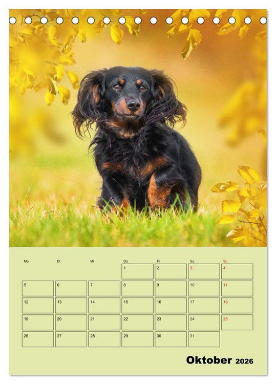 Produktbild: Dackeltr&auml;ume - Ein Familienplaner f&uuml;r das Jahr (Tischkalender 2026 DIN A5 hoch), CALVENDO Monatskalender