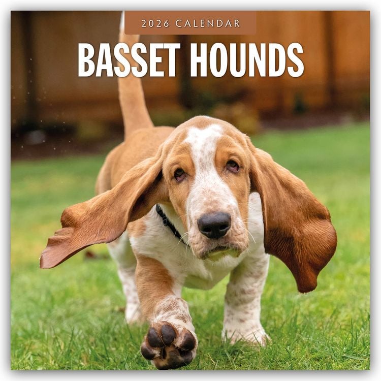 Produktbild: Basset Hounds – Basset Hound 2026 – 16-Monatskalender
