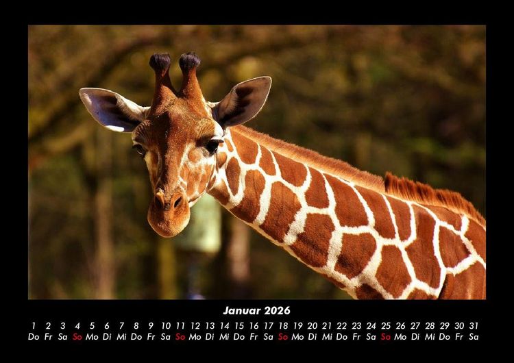 Produktbild: Giraffen 2026 Fotokalender DIN A3