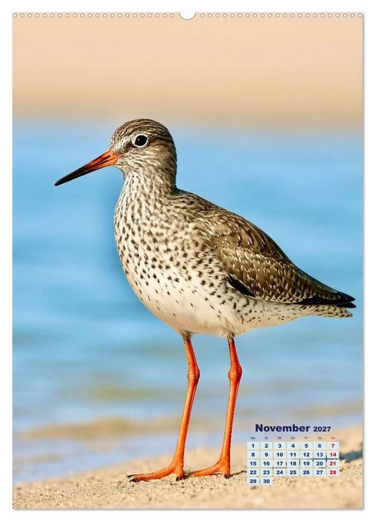 Produktbild: Seev&ouml;gel an der Nordsee (hochwertiger Premium Wandkalender 2027 DIN A2 hoch), Kunstdruck in Hochglanz