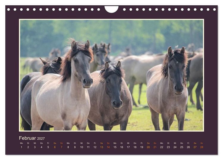 Produktbild: Die letzten Wilden - freilebende Pferde in D&uuml;lmen (Wandkalender 2027 DIN A4 quer), CALVENDO Monatskalender