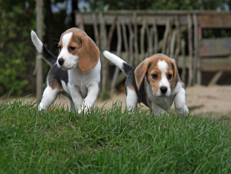 Produktbild: CALVENDO Puzzle Beagle-Welpen | 1000 Teile Lege-Gr&ouml;&szlig;e 64x48cm Foto-Puzzle f&uuml;r gl&uuml;ckliche Stunden