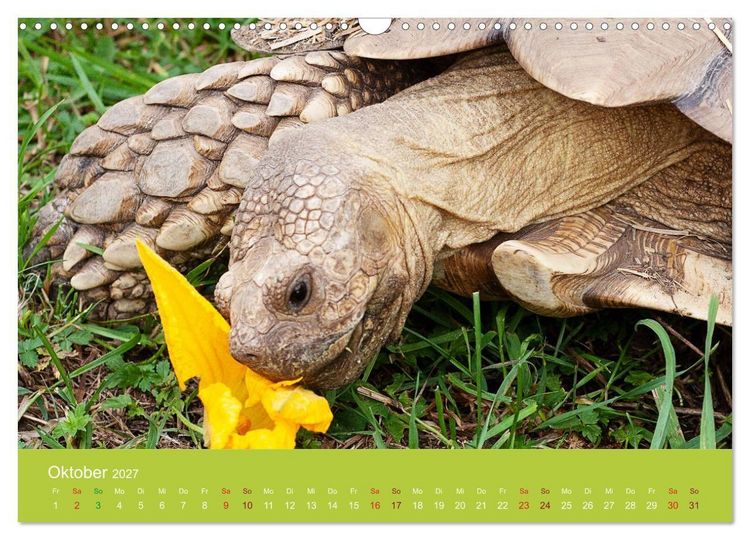 Produktbild: Meine Schildkr&ouml;ten (Wandkalender 2027 DIN A3 quer), CALVENDO Monatskalender