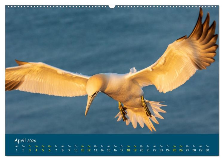 Produktbild: Helgol&auml;nder Basst&ouml;lpel 2026 (hochwertiger Premium Wandkalender 2026 DIN A2 quer), Kunstdruck in Hochglanz