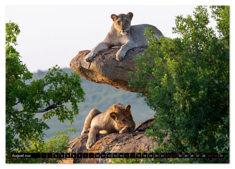 Produktbild: L&ouml;wen in Botswana und S&uuml;dafrika (Wandkalender 2026 DIN A3 quer), CALVENDO Monatskalender