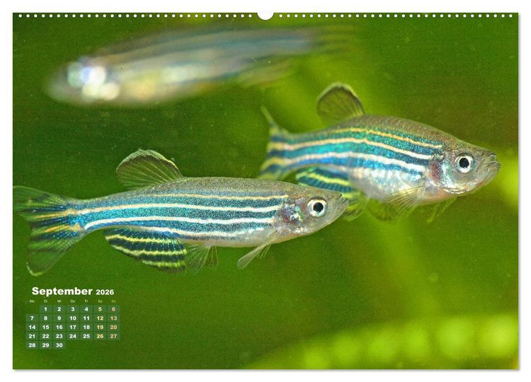 Produktbild: Glanz im Aquarium: S&uuml;&szlig;wasserfische (hochwertiger Premium Wandkalender 2026 DIN A2 quer), Kunstdruck in Hochglanz