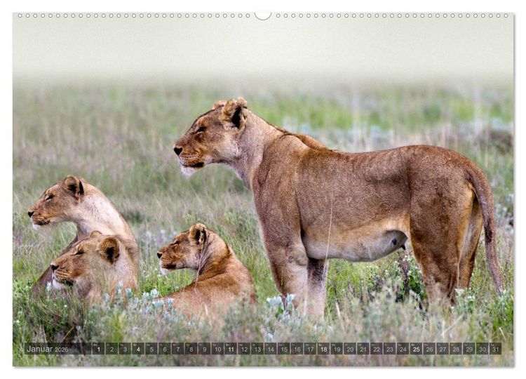 Produktbild: Namibia - Die Tierwelt (Wandkalender 2026 DIN A2 quer), CALVENDO Monatskalender