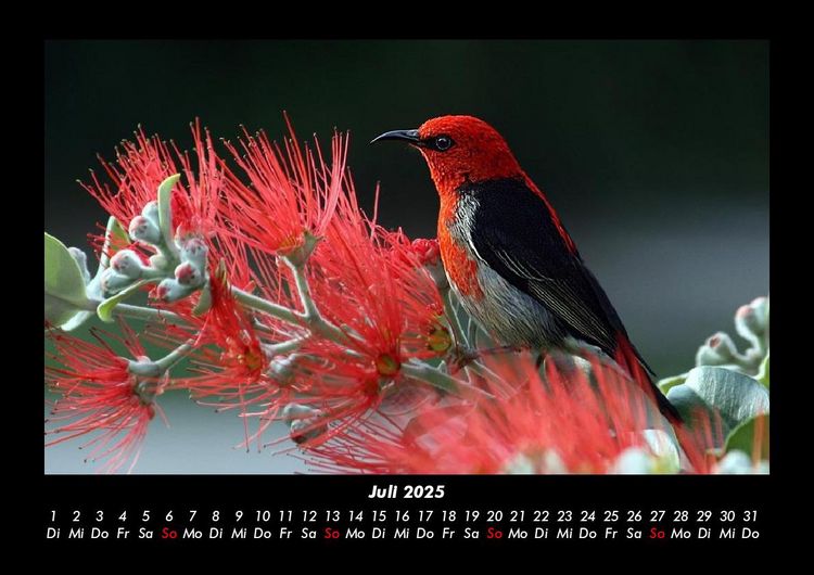 Produktbild: Vogelparadies 2025 Fotokalender DIN A3