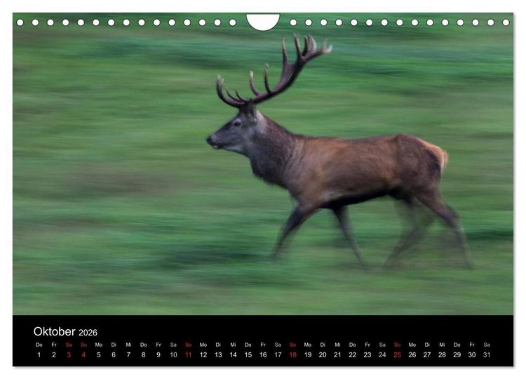 Produktbild: Der Rothirsch, K&ouml;nig der W&auml;lder (Wandkalender 2026 DIN A4 quer), CALVENDO Monatskalender