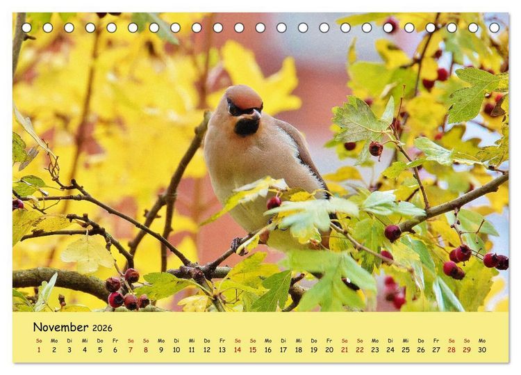 Produktbild: Wilder Nordosten - Aug in Aug mit Tieren der Ostseeregion (Tischkalender 2026 DIN A5 quer), CALVENDO Monatskalender
