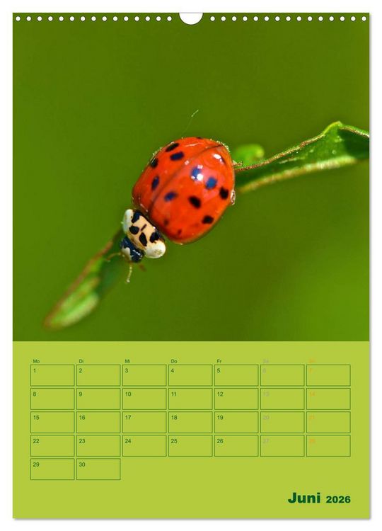 Produktbild: Wald- und Wiesenkalender 2026 Planer (Wandkalender 2026 DIN A3 hoch), CALVENDO Monatskalender