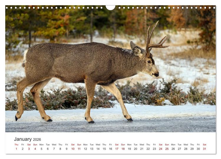 Produktbild: Wild Canada (Wall Calendar 2026 DIN A3 landscape), CALVENDO 12 Month Wall Calendar