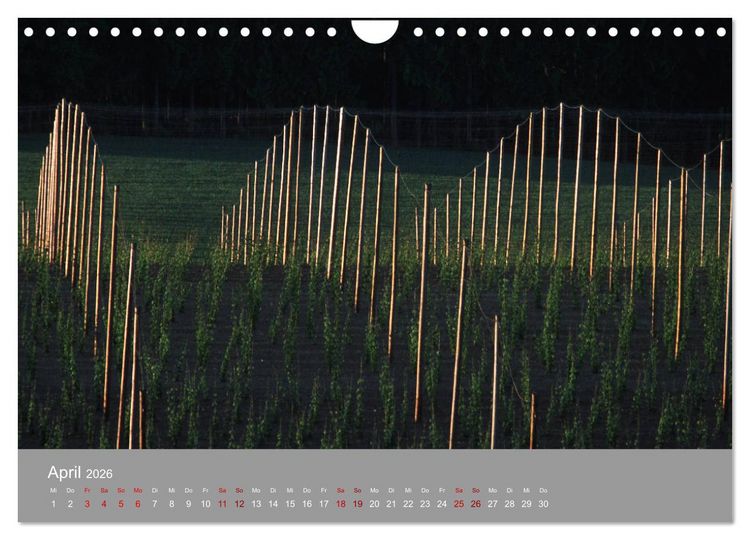 Produktbild: Hallertau (Wandkalender 2026 DIN A4 quer), CALVENDO Monatskalender