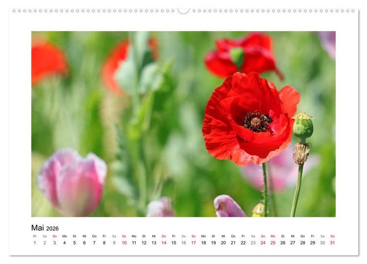 Produktbild: Mohn, zarte Bl&uuml;ten, starke Farben (hochwertiger Premium Wandkalender 2026 DIN A2 quer), Kunstdruck in Hochglanz